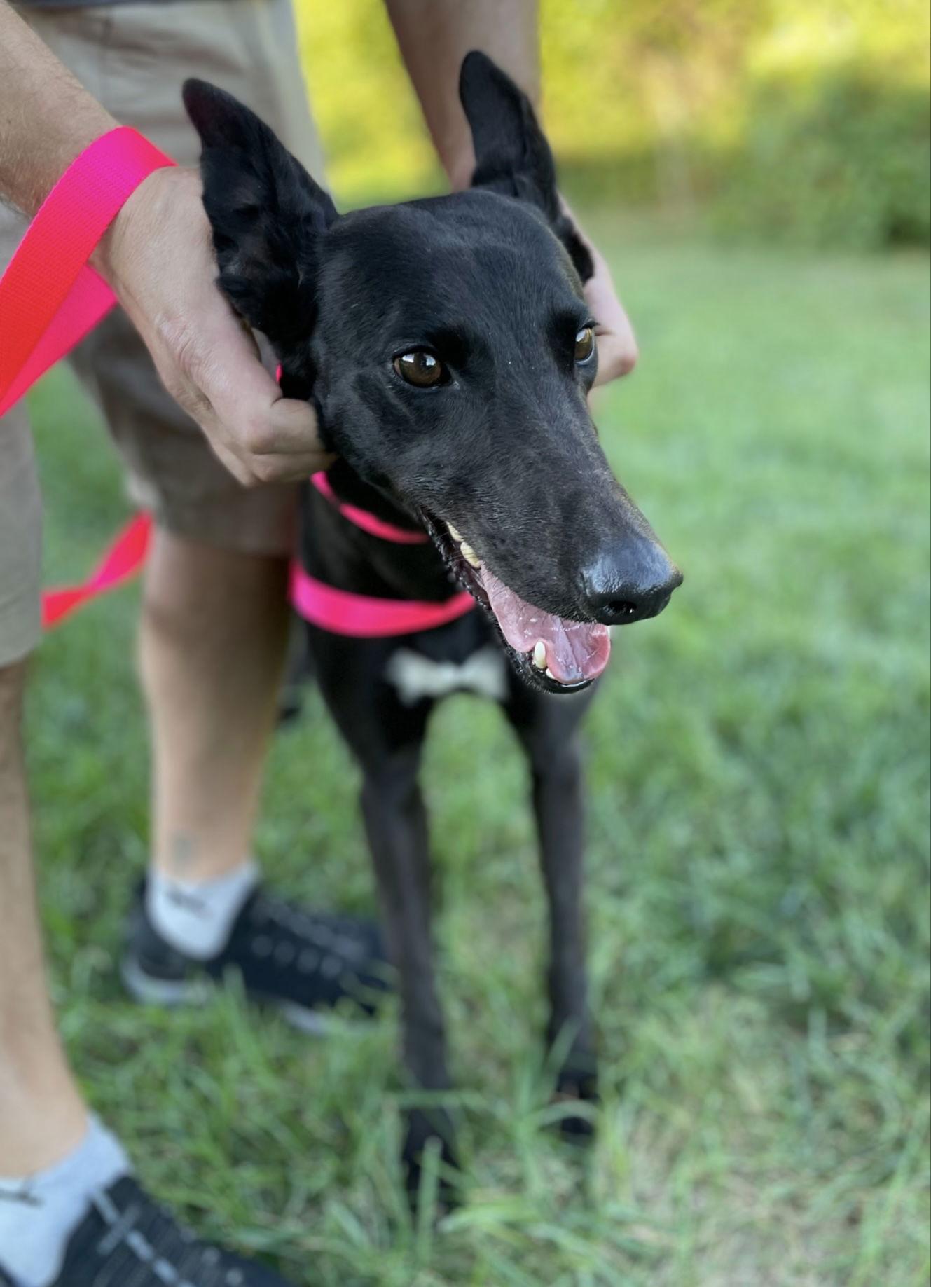Isla, a Adopted Greyhound in Kansas City, MO image 1/2