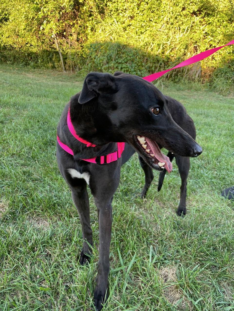 Isla, a Adopted Greyhound in Kansas City, MO image 2/2