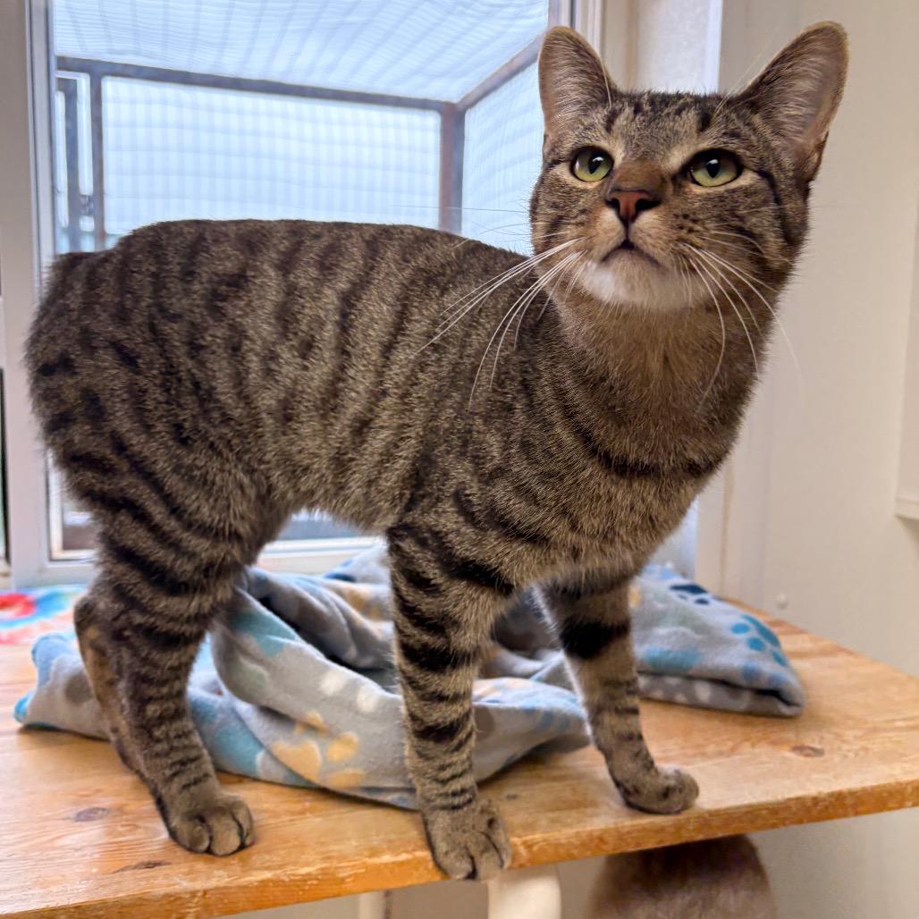 Archer, Adoptable, Adult Male Domestic Short Hair.