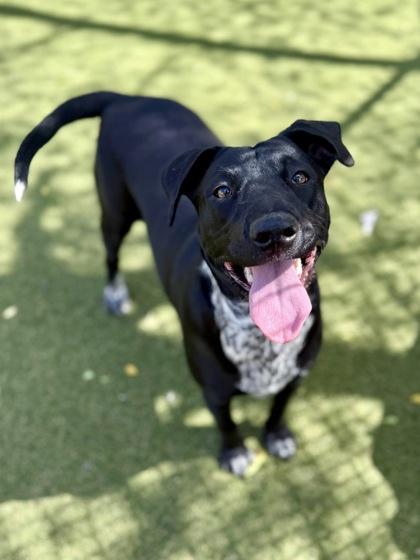 Enlarge Fable, a Adoptable mixed breed in Picayune, MS image 1/3