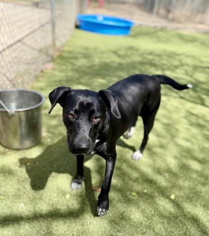 Fable, Adoptable, Young Female Labrador Retriever & Mixed Breed.