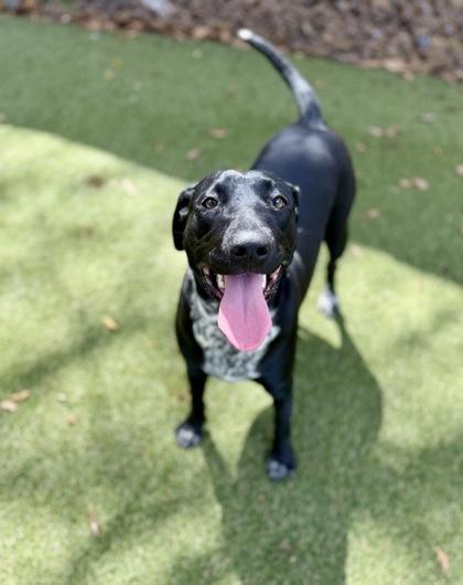 Enlarge Fable, a Adoptable mixed breed in Picayune, MS image 3/3