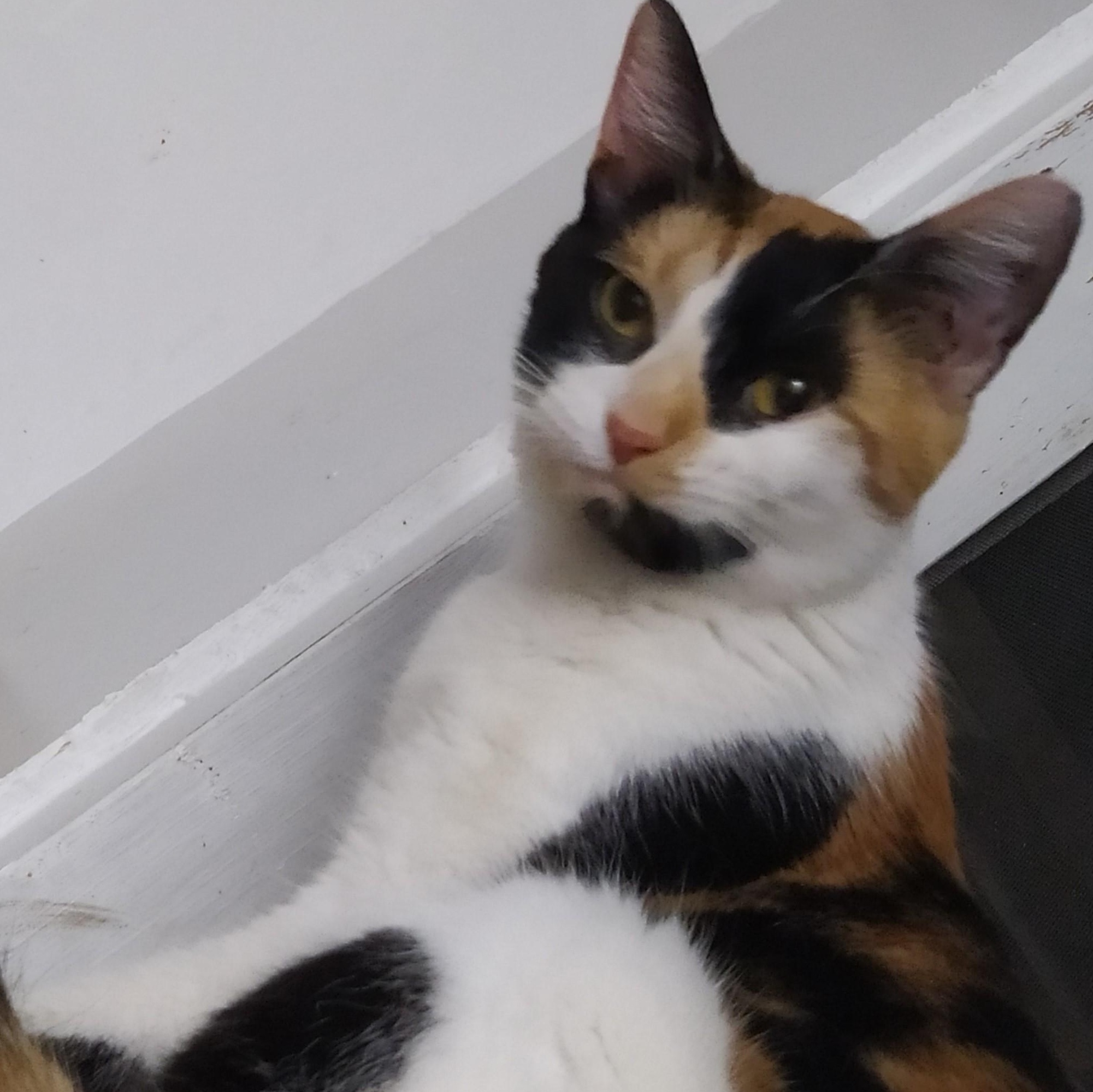 Cat available for adoption -