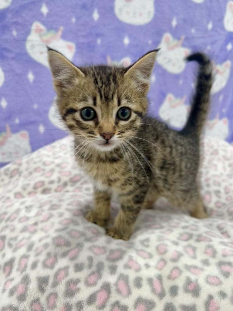 Tigger, Adoptable, Kitten Male Domestic Short Hair.