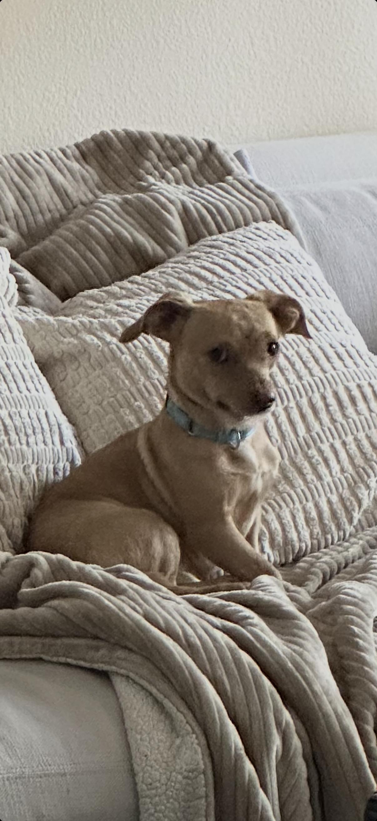 Kenny, Adoptable, Young Male Dachshund.