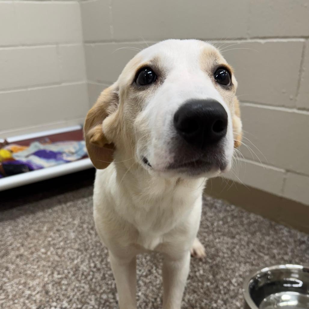 Mango, Adoptable, Puppy Female Anatolian Shepherd & Great Pyrenees.