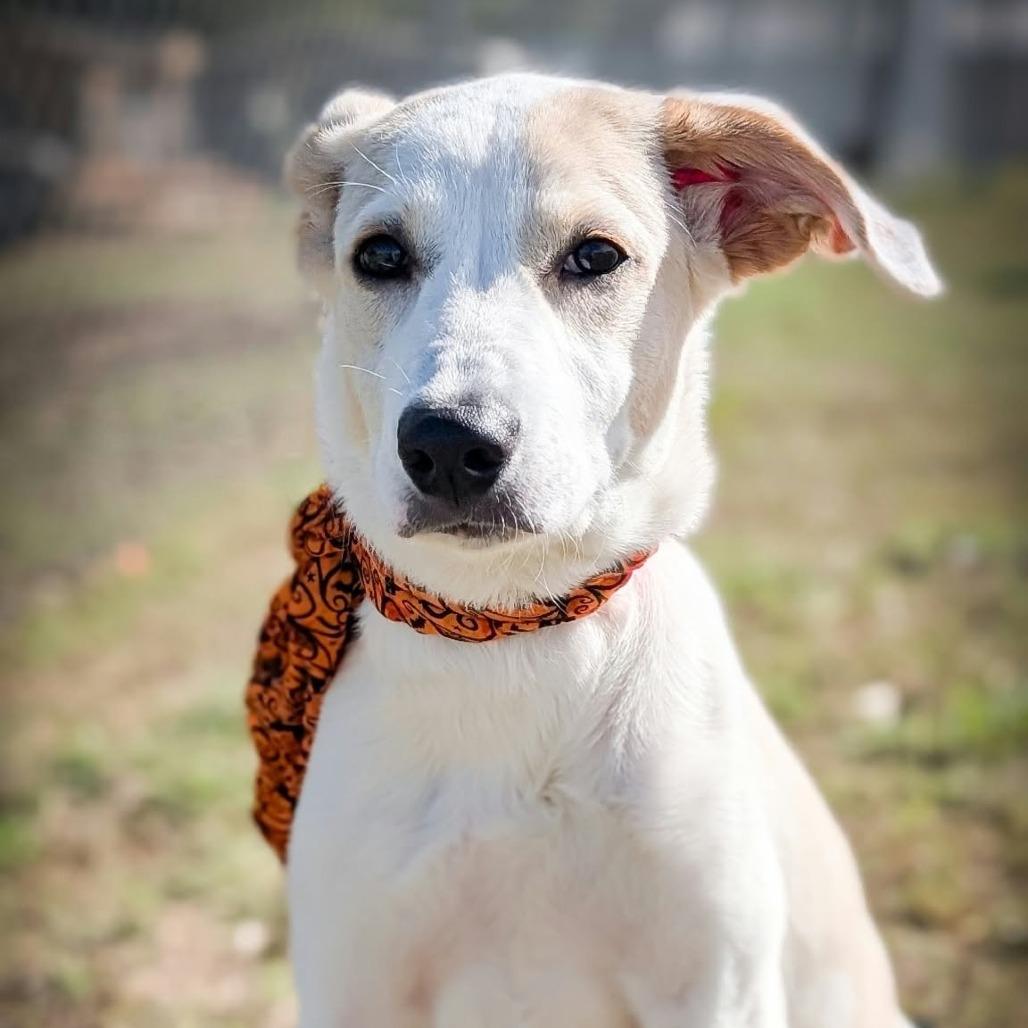 Enlarge Mango, a Adoptable mixed breed in Norman, OK image 2/2