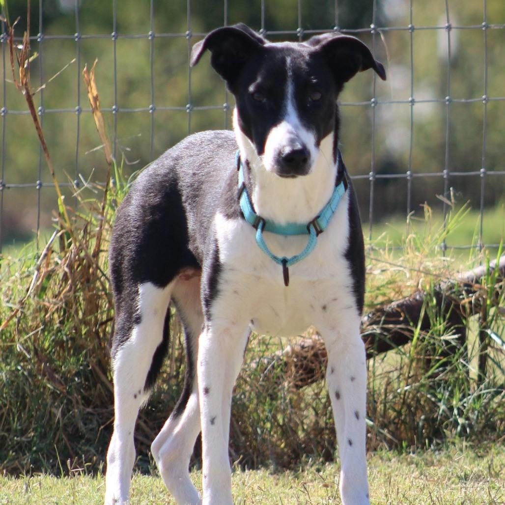 Tennille, Adoptable, Young Female Border Collie & Mixed Breed.