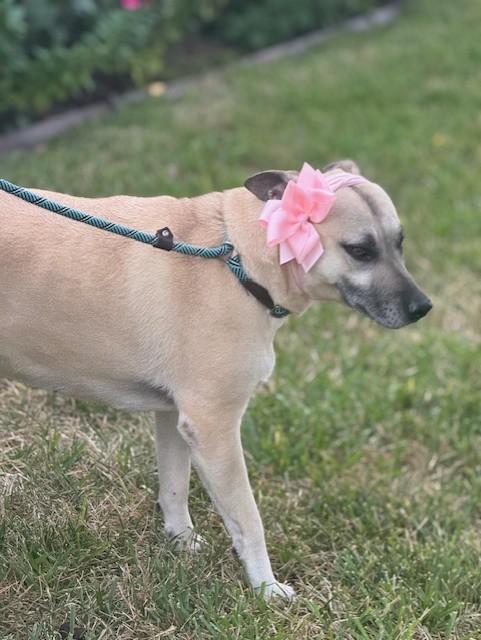 Enlarge Mariela, a Adoptable mixed breed in Clinton, CT image 4/6