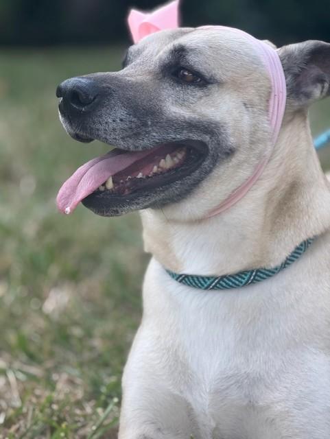 Enlarge Mariela, a Adoptable mixed breed in Clinton, CT image 5/6