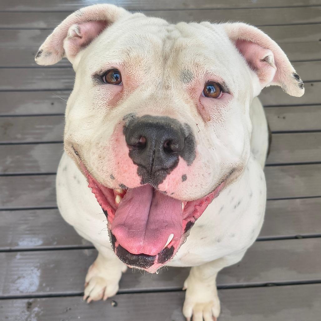 Corazon, Adoptable, Adult Female Pit Bull Terrier & Mixed Breed.