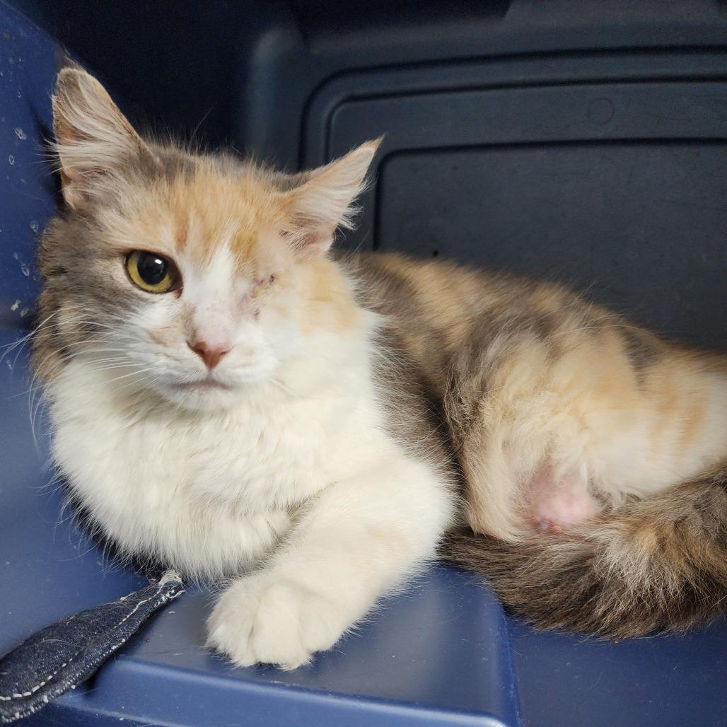 Rosalina, Adoptable, Adult Female Domestic Long Hair.