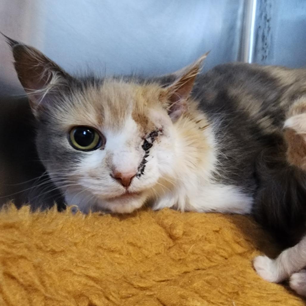 Enlarge Rosalina, a Adoptable Domestic Long Hair in Dixon, IL image 2/2