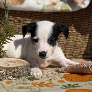 Enlarge Green Bean Casserole, an adopted Chihuahua in Visalia, CA image 1/1