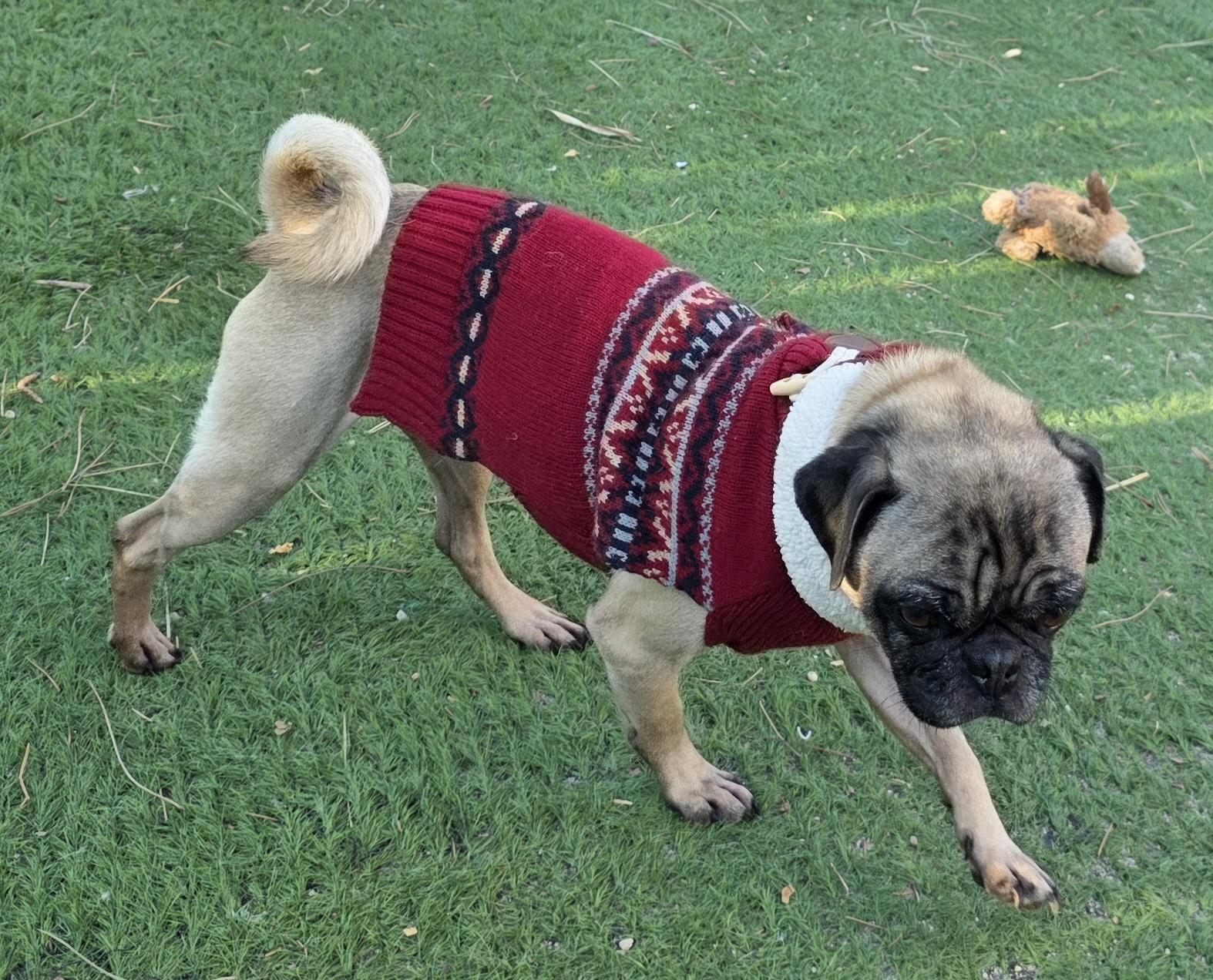 Chris, ADOPTABLE, Young Male Pug.