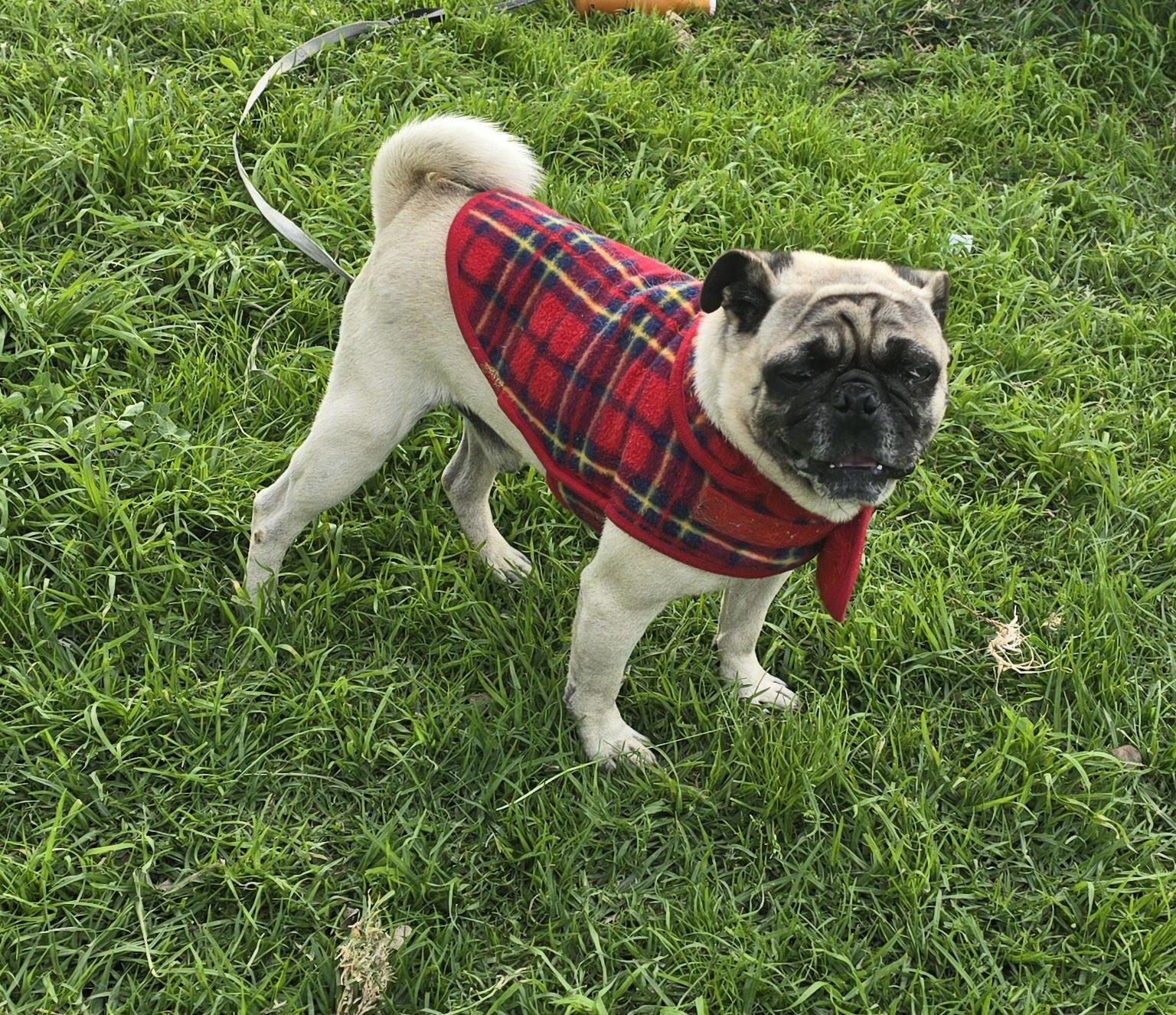 Tonny, a ADOPTABLE Pug in Fallbrook, CA image 4/6