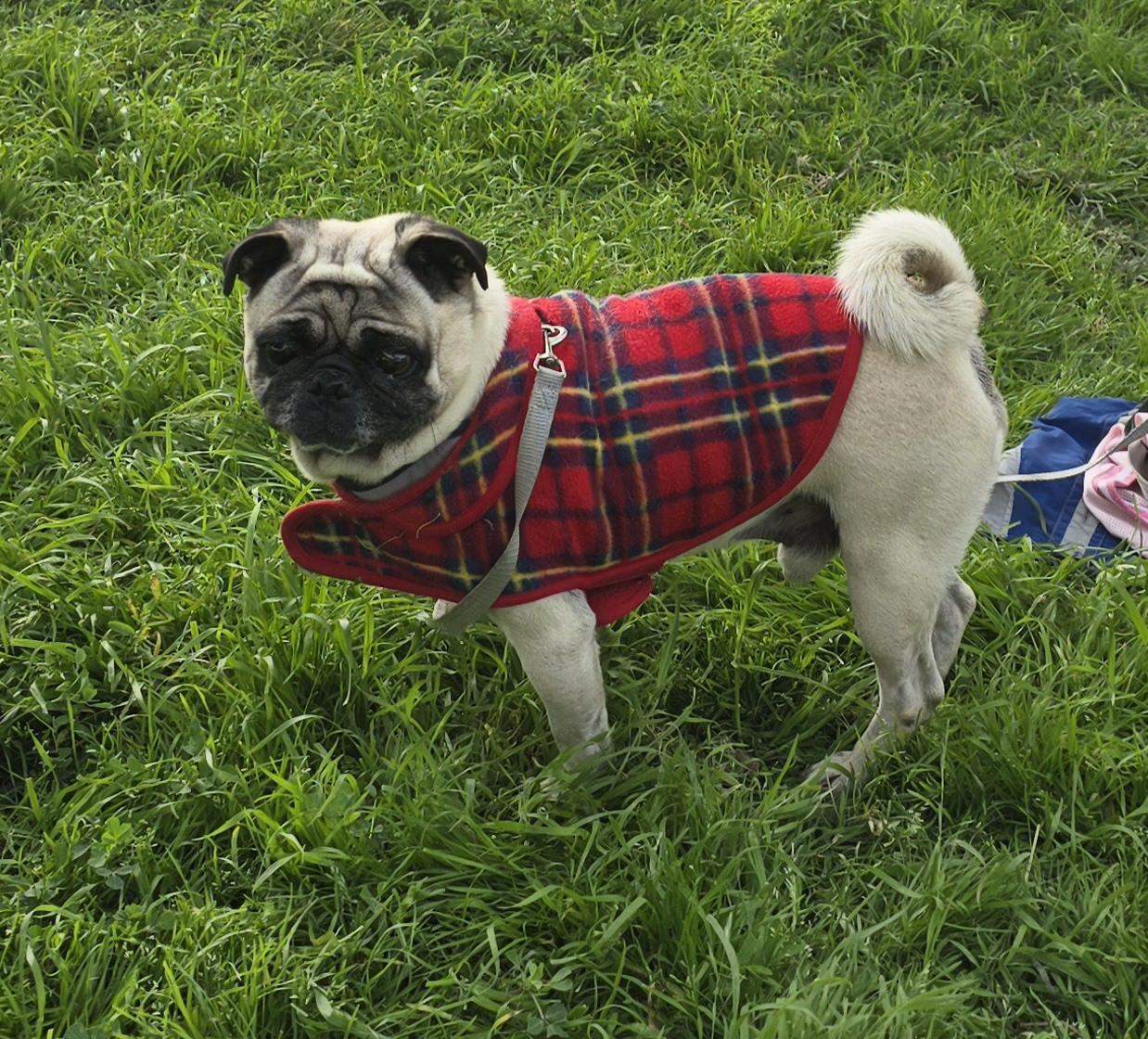 Tonny, a ADOPTABLE Pug in Fallbrook, CA image 3/6