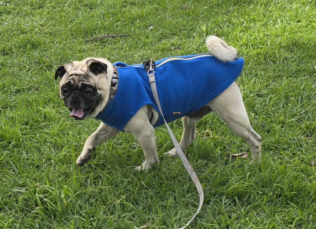 Tonny, a ADOPTABLE Pug in Fallbrook, CA image 6/6