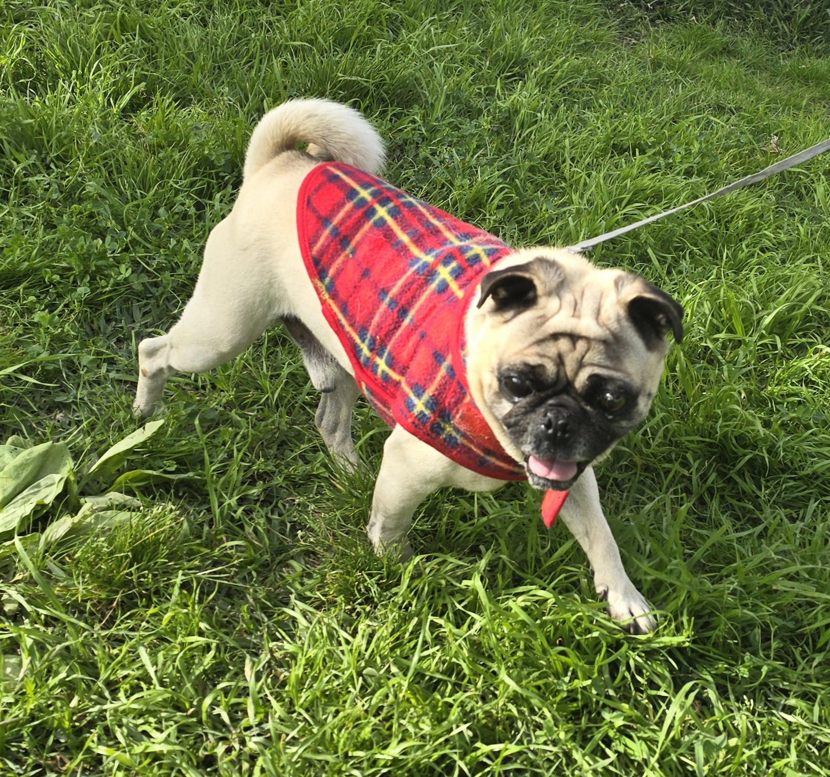Tonny, ADOPTABLE, Young Male Pug.