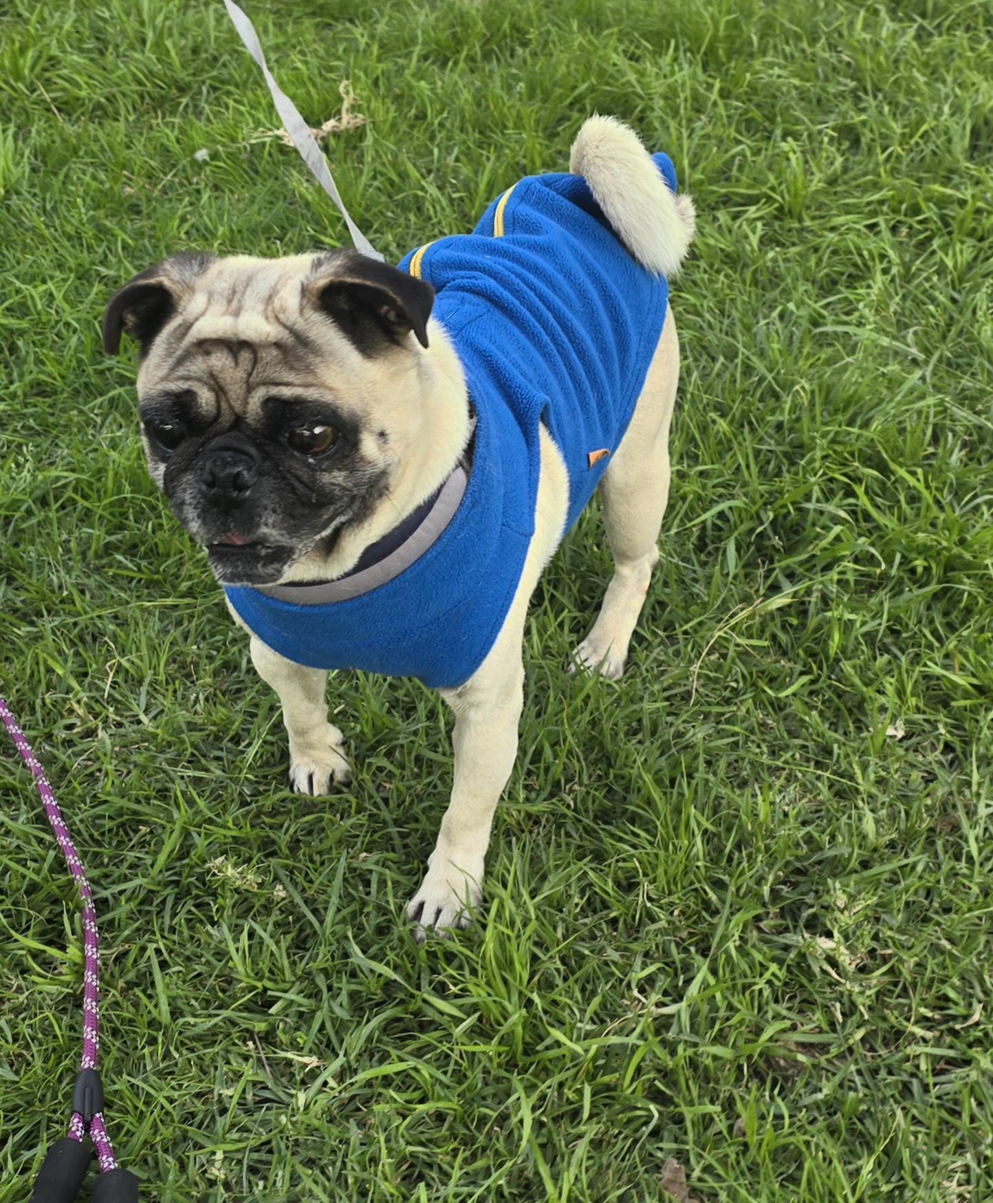 Tonny, a ADOPTABLE Pug in Fallbrook, CA image 5/6