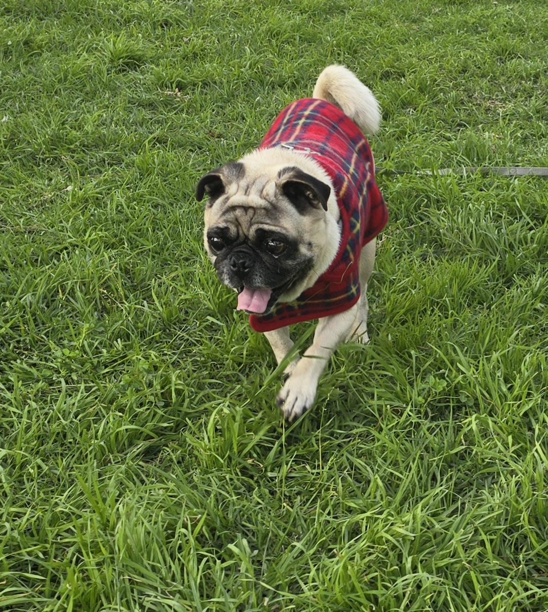 Tonny, a ADOPTABLE Pug in Fallbrook, CA image 2/6