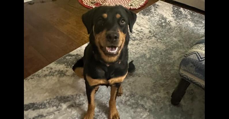 Mona, Adoptable, Puppy Female Rottweiler.