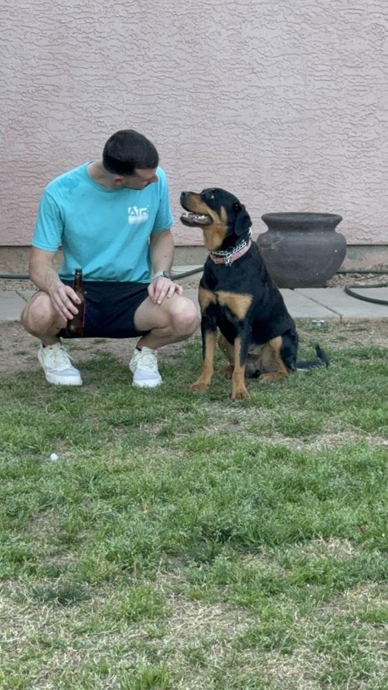 Enlarge Mona, a Adoptable Rottweiler in Gilbert, AZ image 2/6