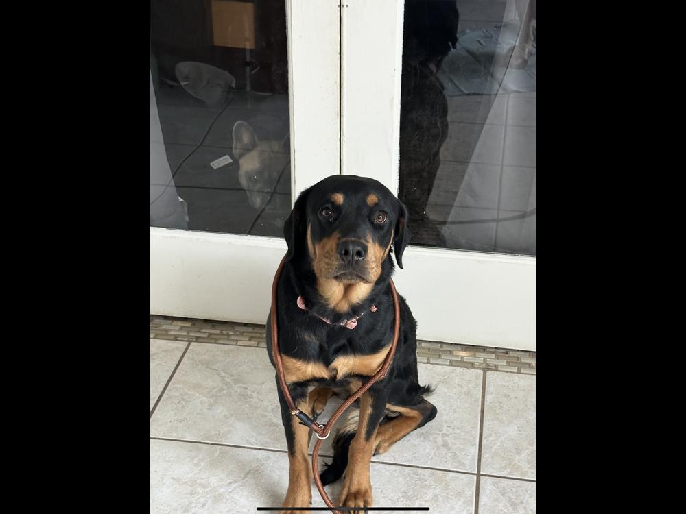Mona, a Adoptable Rottweiler in Gilbert, AZ image 2/4