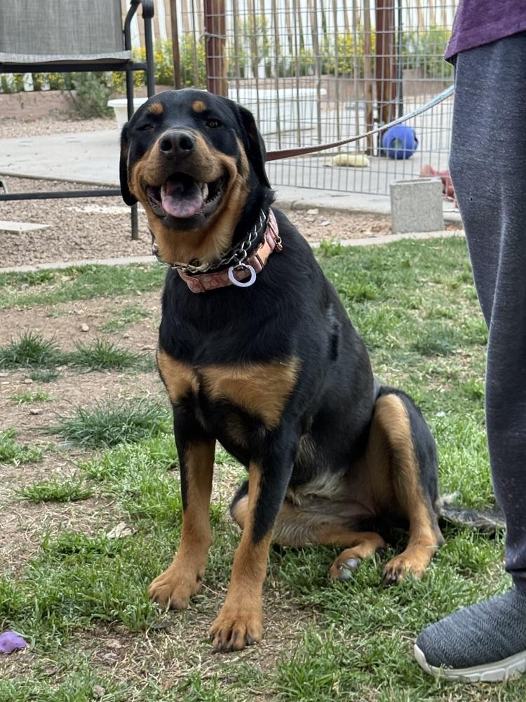 Enlarge Mona, a Adoptable Rottweiler in Gilbert, AZ image 4/6