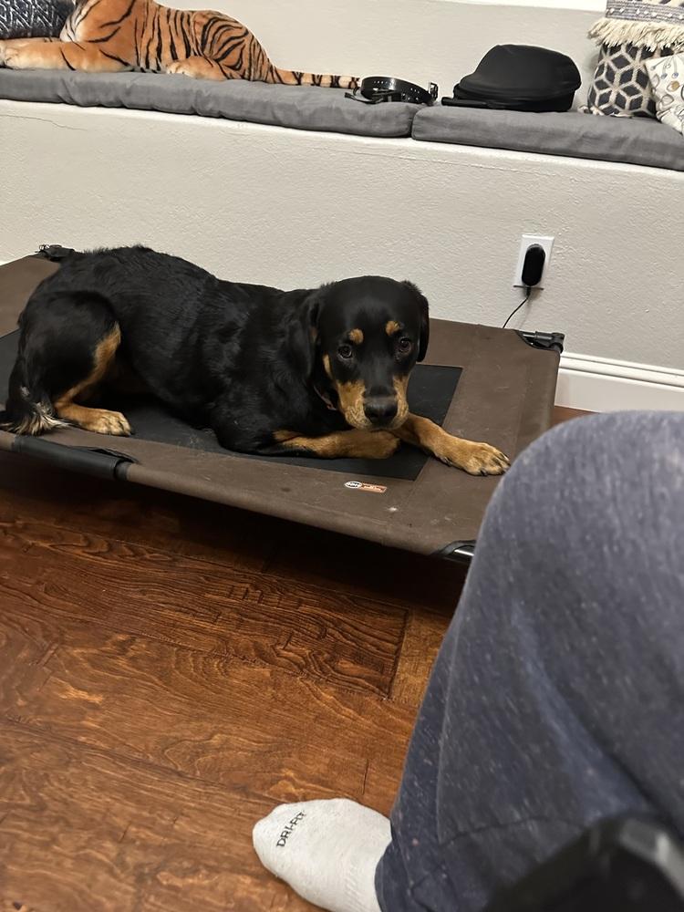 Mona, a Adoptable Rottweiler in Gilbert, AZ image 3/4