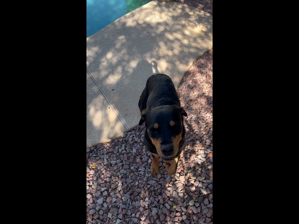 Enlarge Mona, a Adoptable Rottweiler in Gilbert, AZ video 4/4