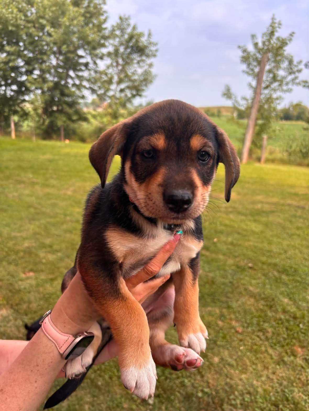 Lisa, ADOPTABLE, Puppy Female German Shepherd Dog & American Bulldog.