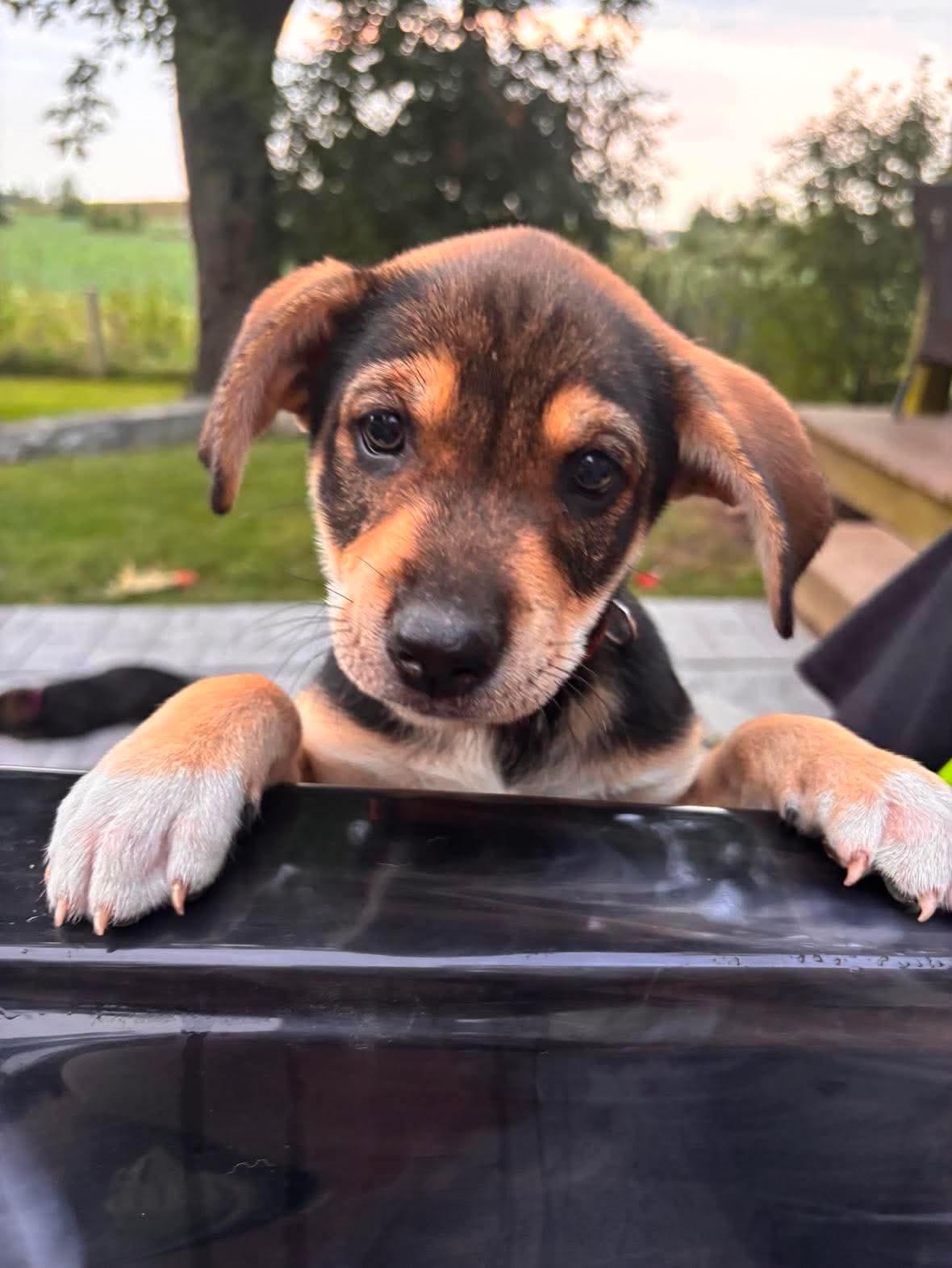 Lisa, a ADOPTABLE mixed breed in St Catharines, ON image 2/2