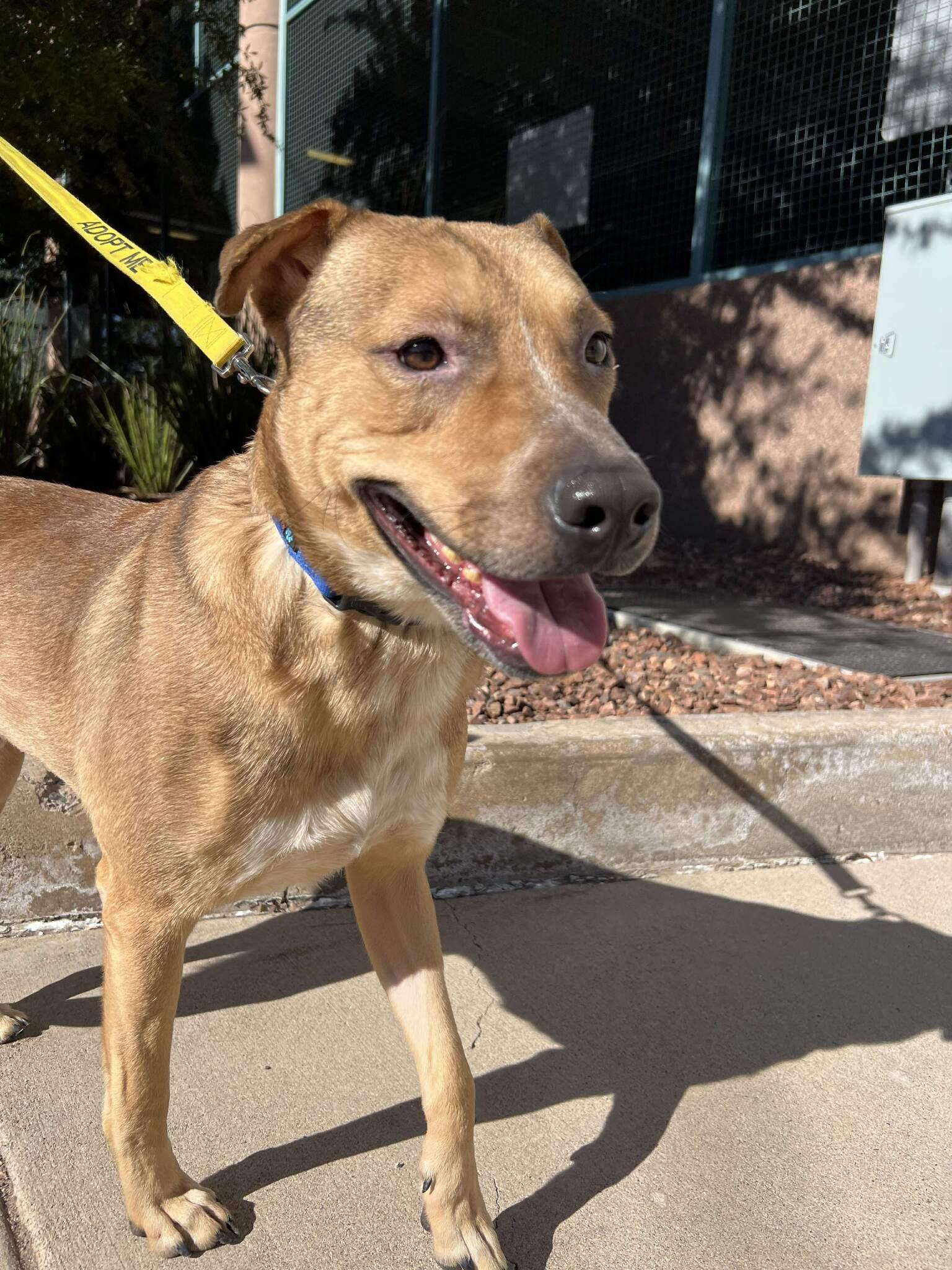 Enlarge Tommy 4168, a Adoptable mixed breed in Phoenix, AZ image 2/2