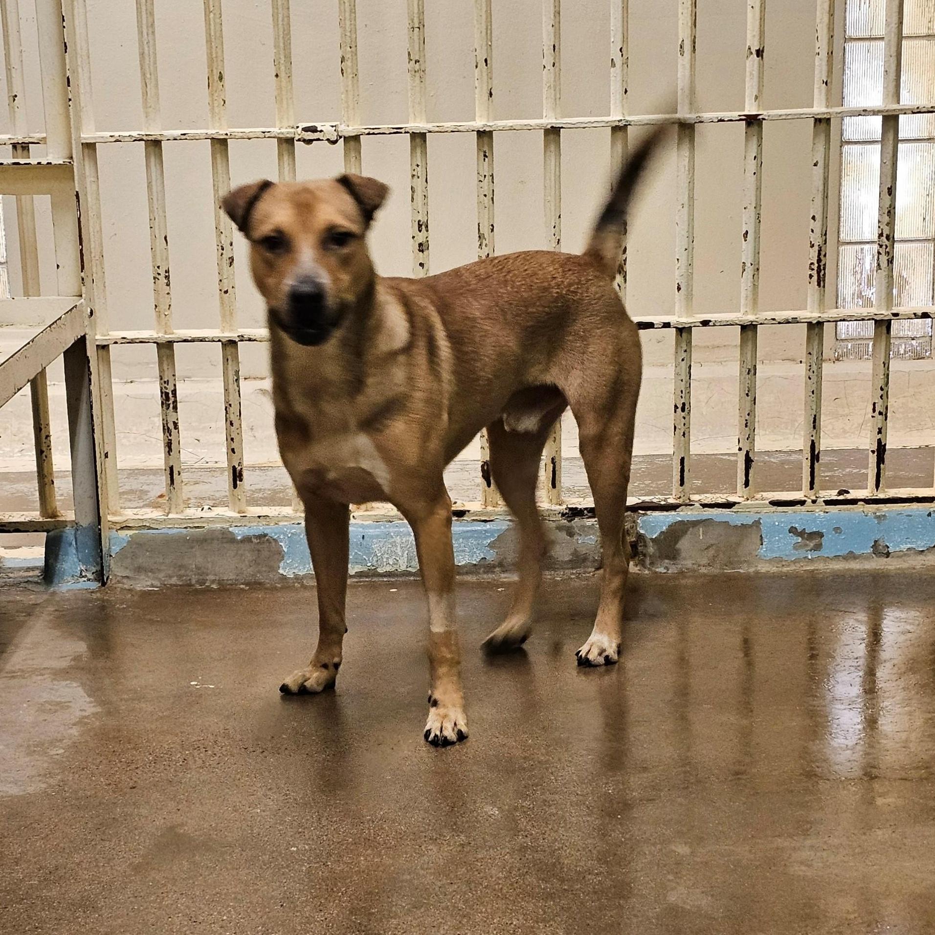 Tommy 4168, Adoptable, Adult Male Labrador Retriever.