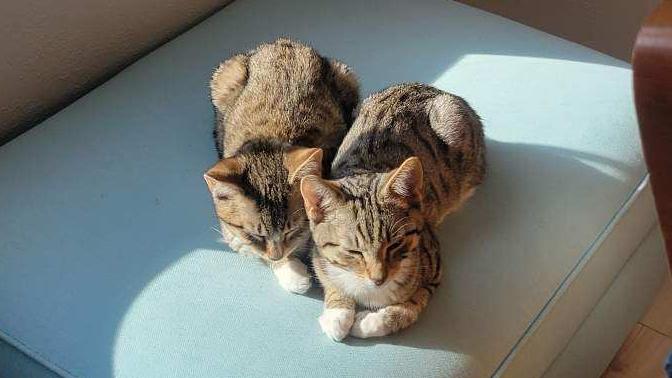 Sophia, Adoptable, Kitten Female Domestic Short Hair.