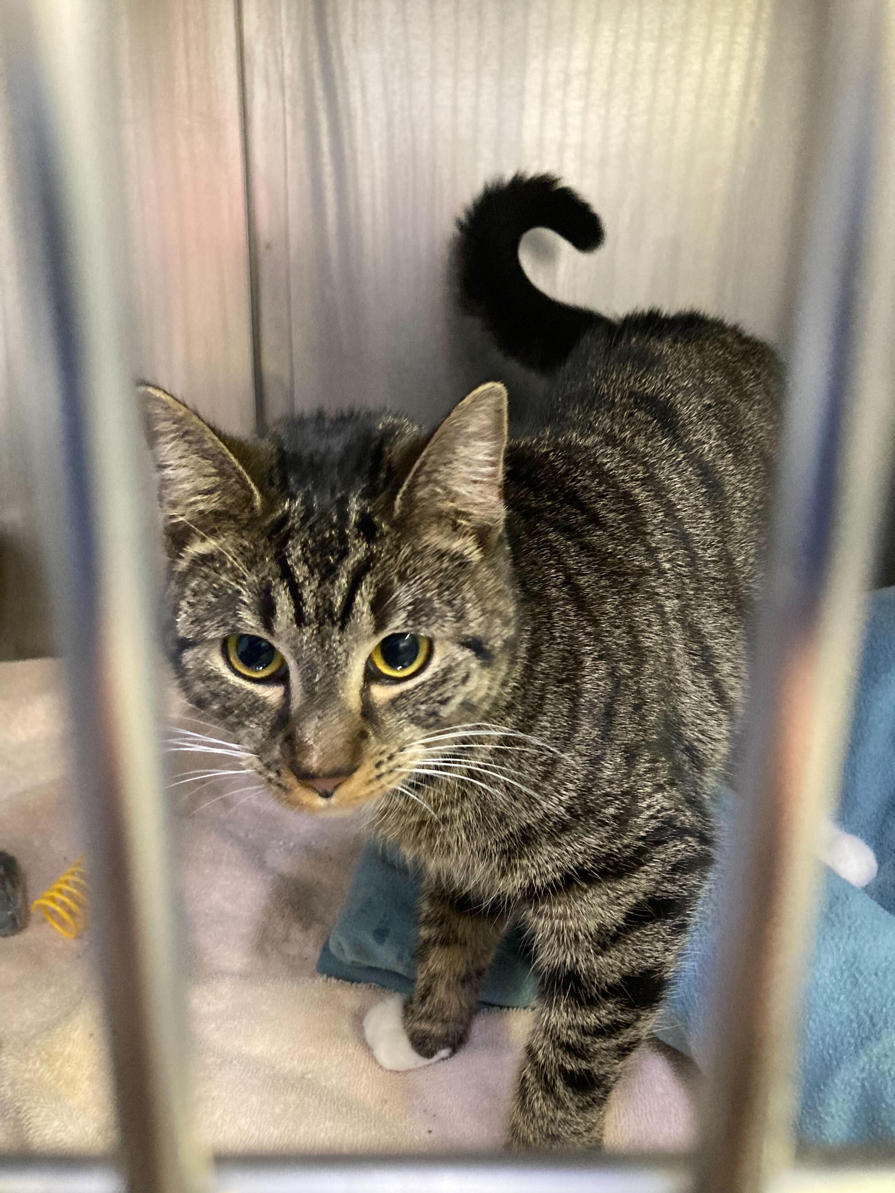 Tia and Tamara, Adoptable, Young Female Domestic Short Hair.