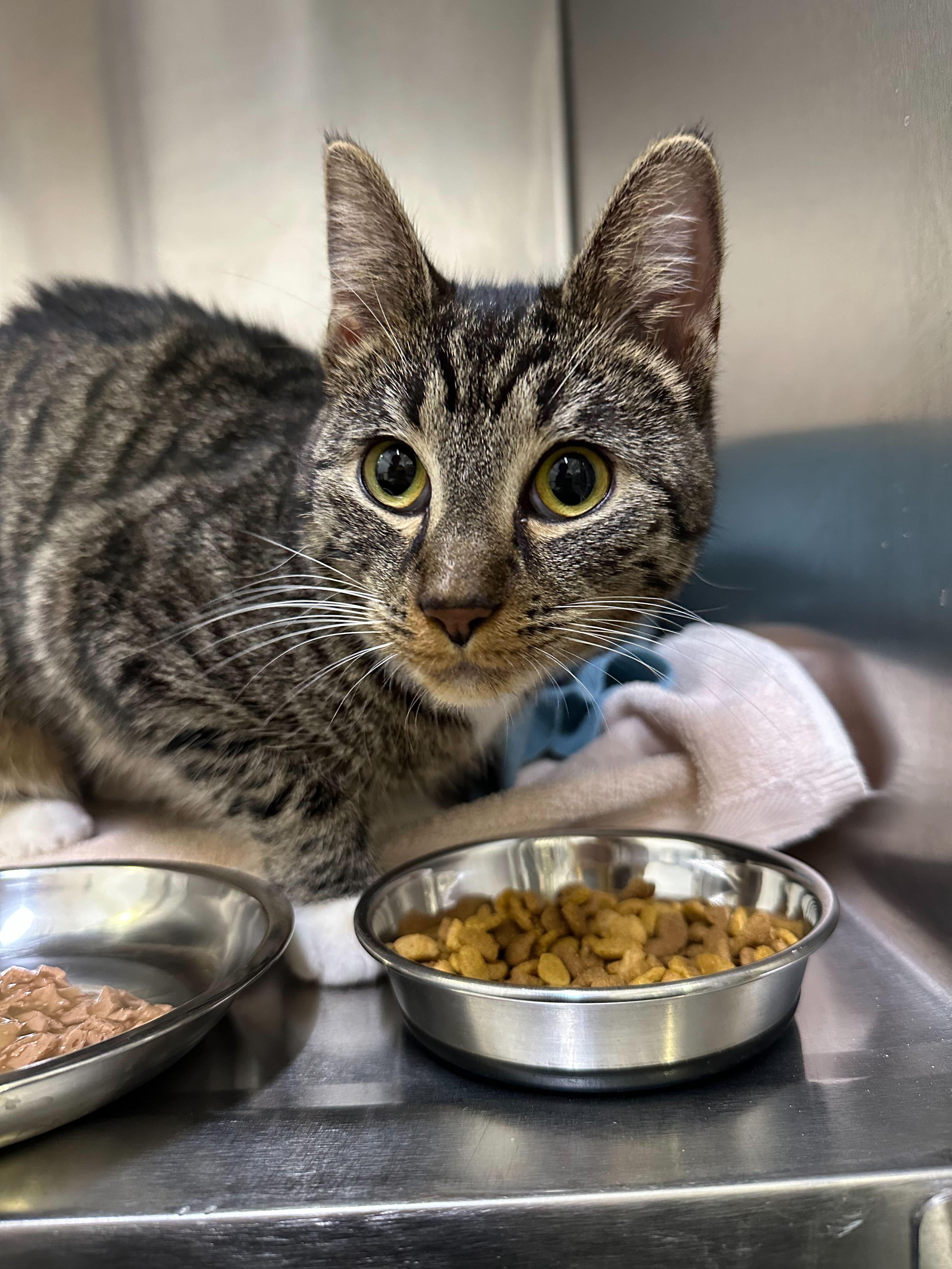 Tia and Tamara, Adoptable, Young Female Domestic Short Hair.