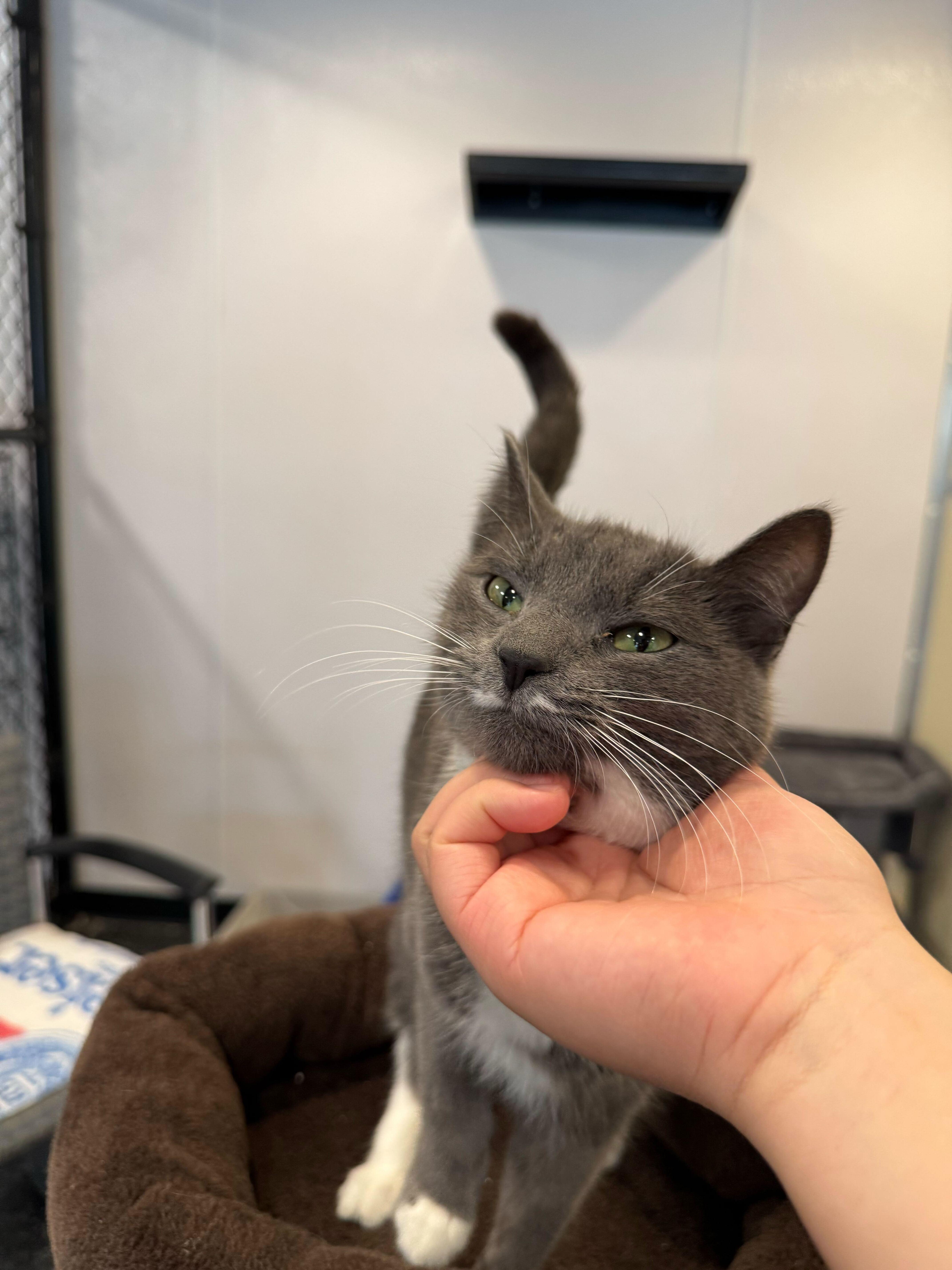 Enlarge Tia and Tamara, a Adoptable Domestic Short Hair in Waltham, MA image 3/5