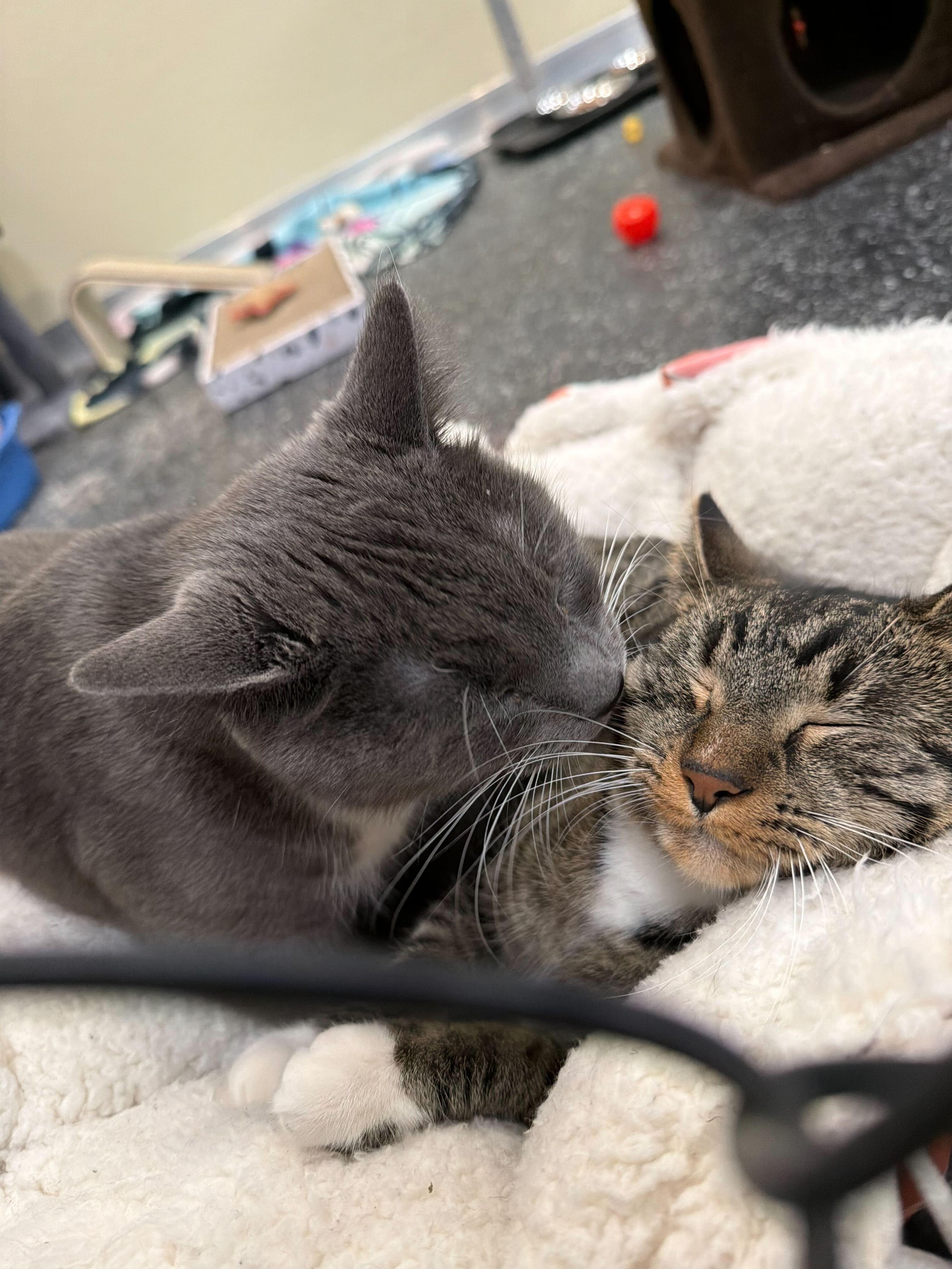 Enlarge Tia and Tamara, a Adoptable Domestic Short Hair in Waltham, MA image 4/5