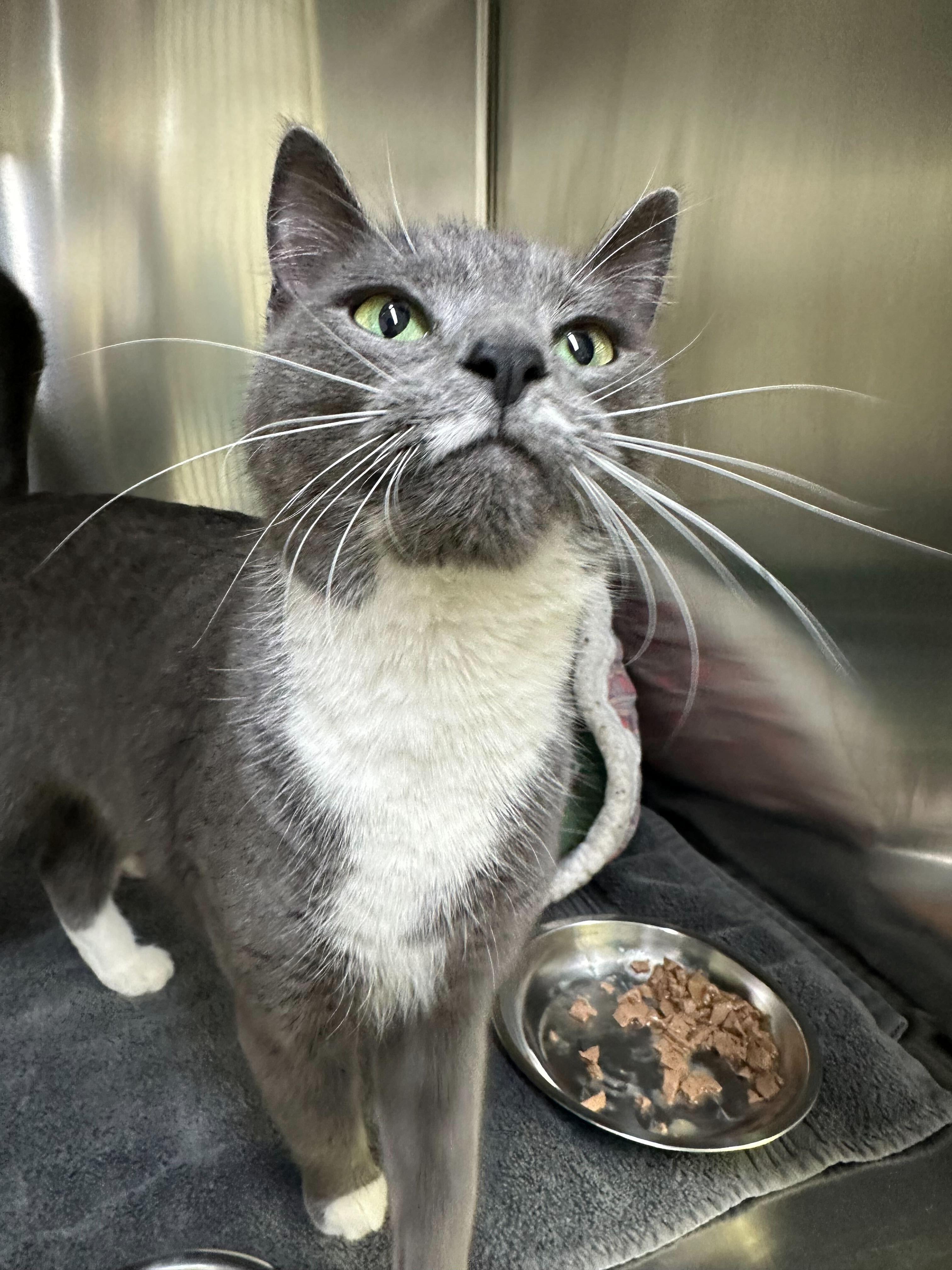 Enlarge Tia and Tamara, a Adoptable Domestic Short Hair in Waltham, MA image 5/5