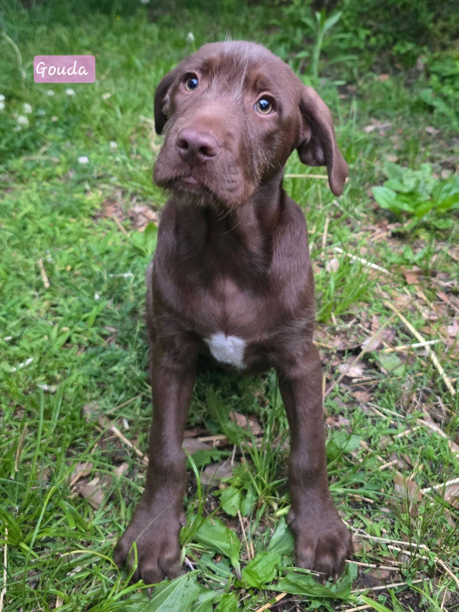 Enlarge Gouda, a Adoptable mixed breed in Smithfield, RI image 5/5