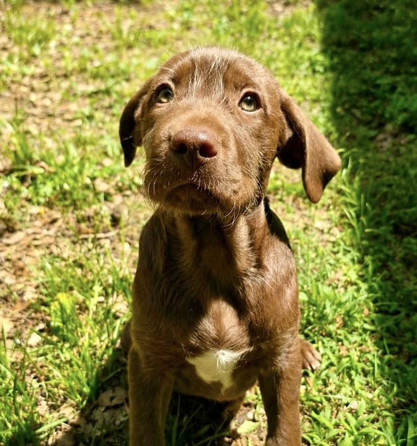 Enlarge Gouda, a Adoptable mixed breed in Smithfield, RI image 1/5