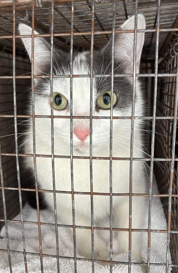 *Purrita*, Adoptable, Adult Female Domestic Short Hair.