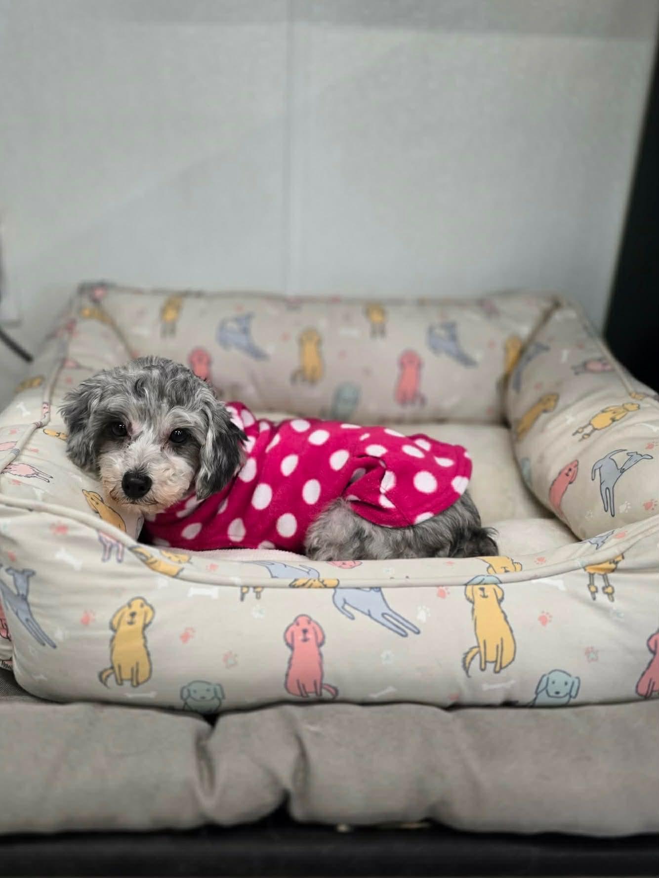 Gracie, adoptable, Adult Female Havanese & Miniature Poodle.
