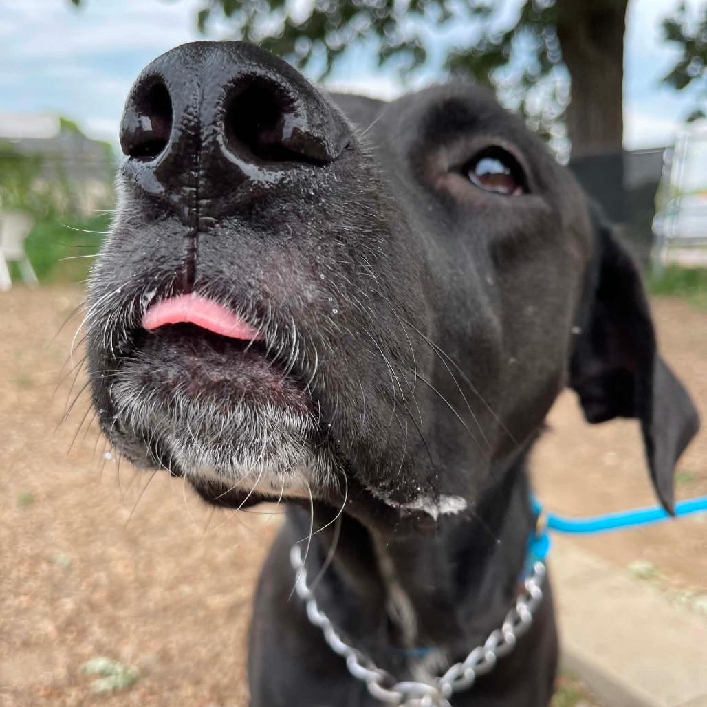 Enlarge Coco D12300, a Adoptable mixed breed in Princeton, MN image 2/5