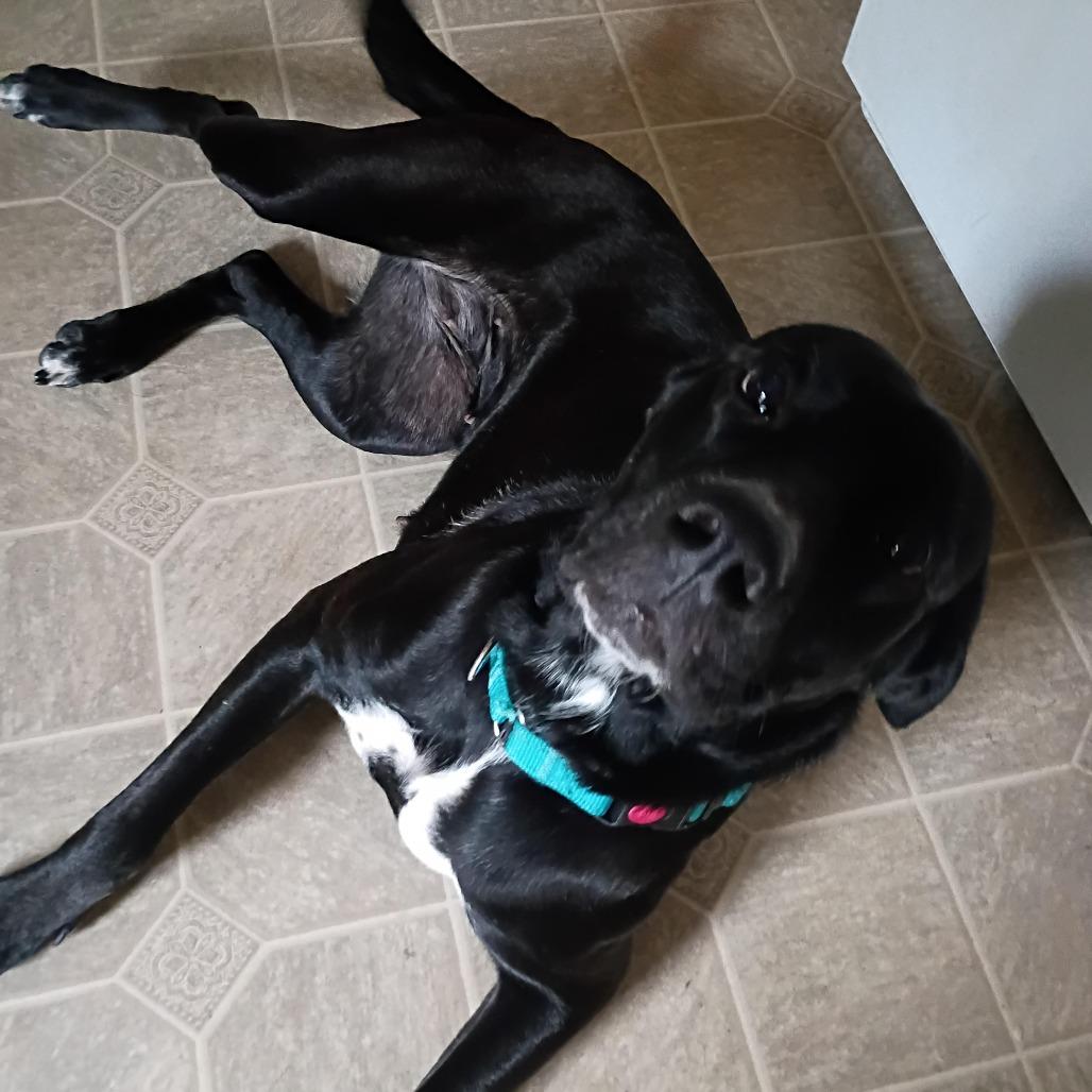 Enlarge Coco D12300, a Adoptable mixed breed in Princeton, MN image 3/5