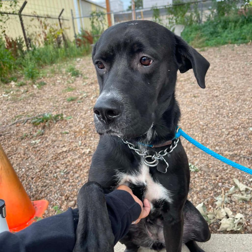 Enlarge Coco D12300, a Adoptable mixed breed in Princeton, MN image 4/5