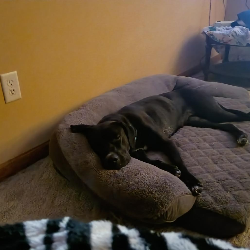 Enlarge Coco D12300, a Adoptable mixed breed in Princeton, MN image 5/5