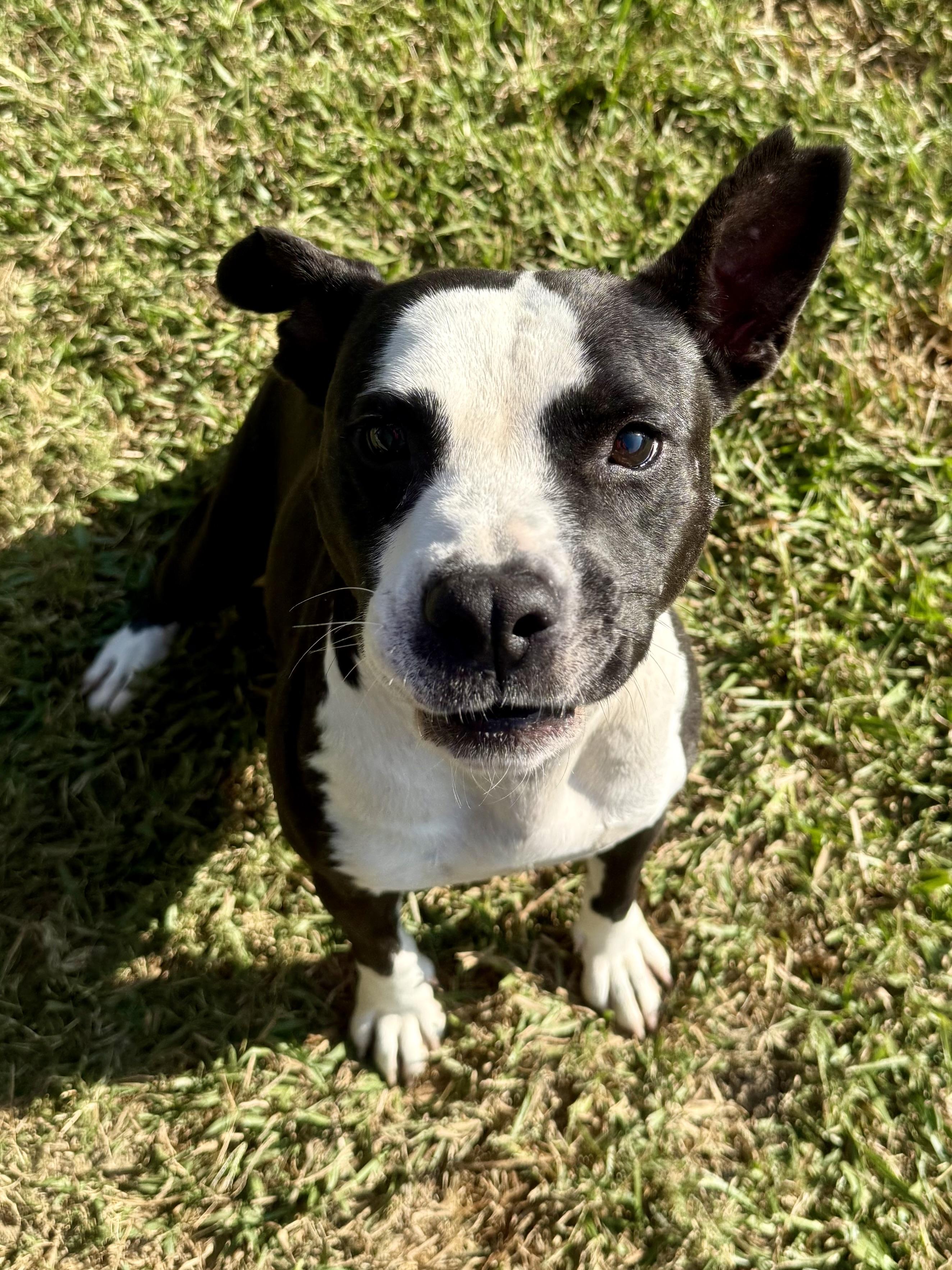 Orca, Adoptable, Senior Female Terrier.